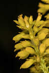 Tall pinebarren milkwort